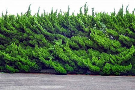 カイヅカイブキ植栽